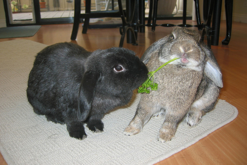 Sharing