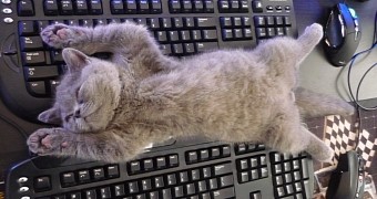 Ubuntu team needs a cat to replicate important bug