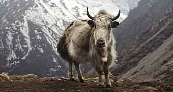 Ubuntu 16 10 will be dubbed yakkety yak