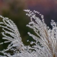 Flora-background