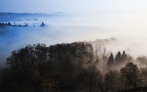 Forest bridge background