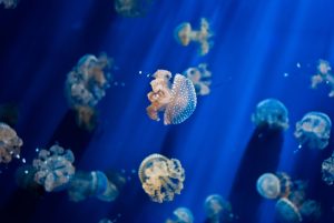 Ubuntu 14 04 default background jelly fish 004