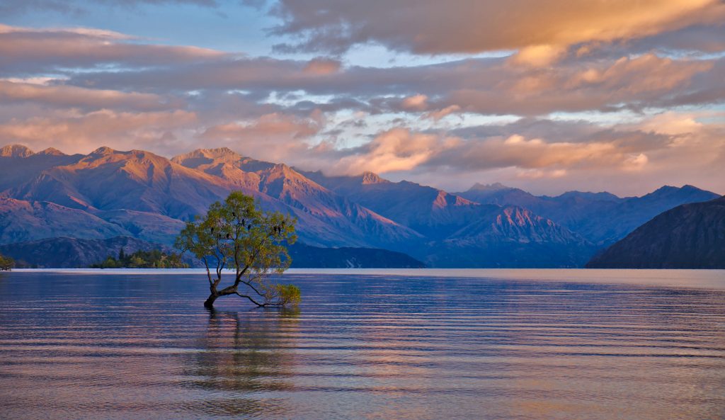 Wanaka tree wallaper