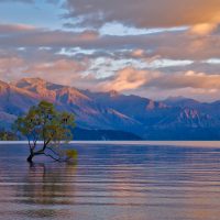 Wanaka_Tree-wallaper