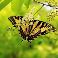 butterfly-yellow-background