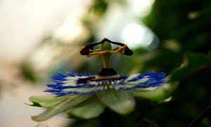 Passion flower background