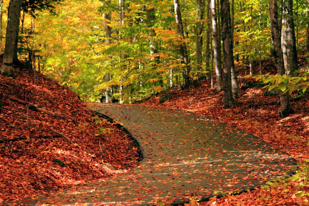 Red road leafs wallpaper