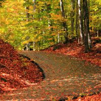 red-road-leafs-wallpaper