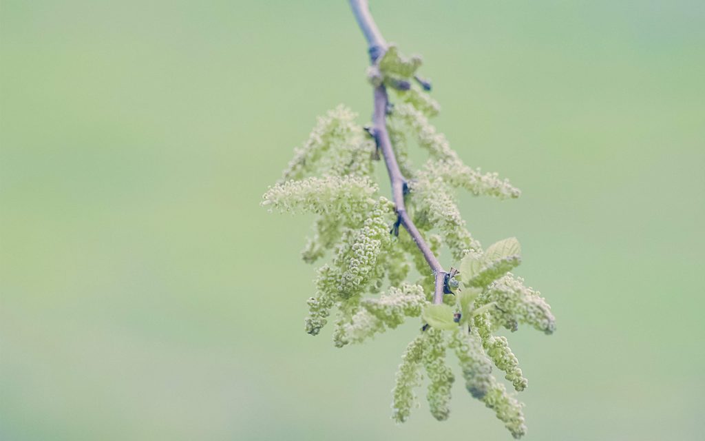 Tree branch wallpaper