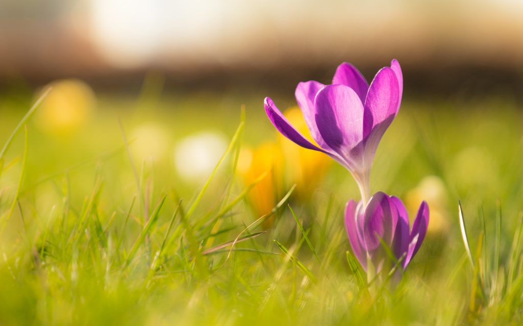 Crocus wallpaper by roy tanck