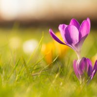 Crocus_Wallpaper_by_Roy_Tanck