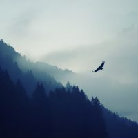 Bird-flying-across-mountain