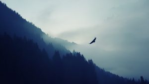 Bird flying across mountain