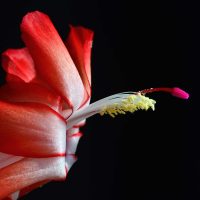 Crab cactus