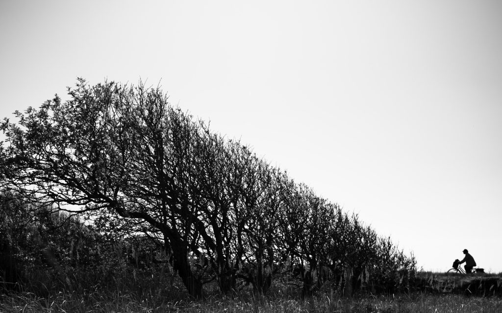 Cyclist and coast trees by jeena paradies