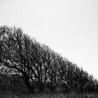 Cyclist and coast trees by jeena paradies