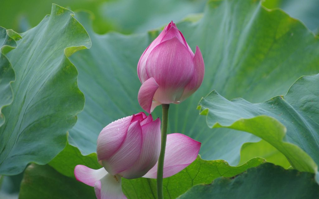 Love lotus