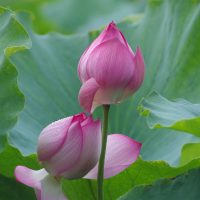 Love lotus