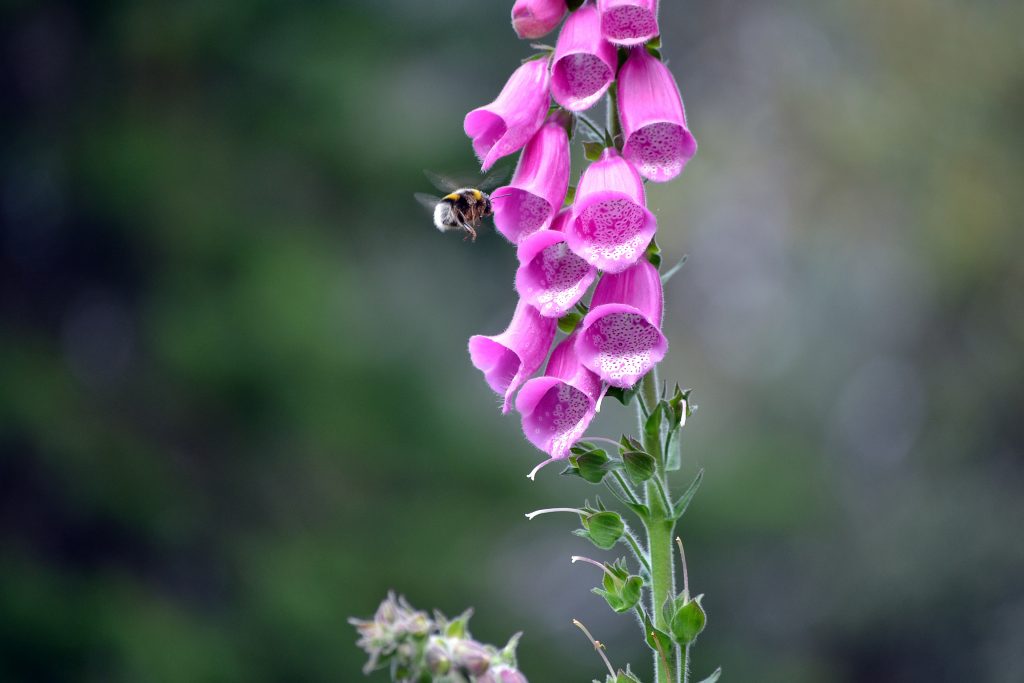 Pink bee flower by gil santos