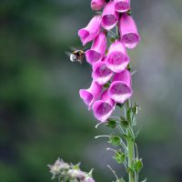 Pink bee flower by gil santos