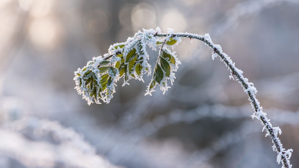 Sarah muenz winter wonderland 4k