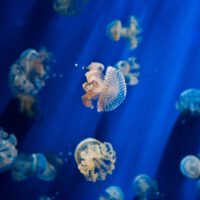 Jelly fish by radu galan