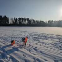 Cute dogs in snow background