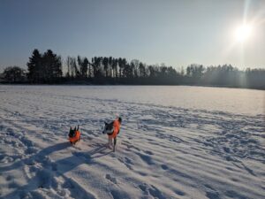 Cute dogs in snow background