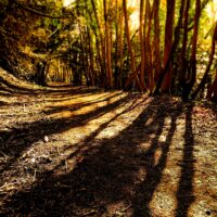 Lone forest path