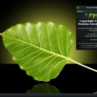 Bodhilinux screenshot