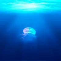 2204 jellyfish