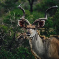 2210 kudu photo