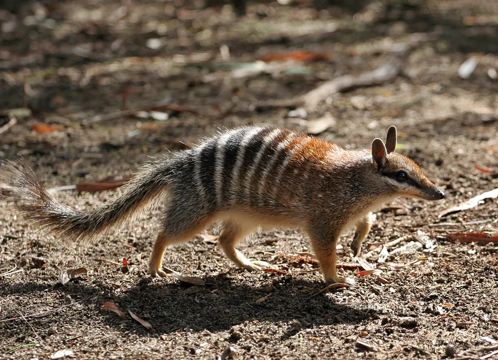 2404 numbat