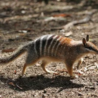 2404 numbat