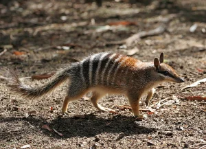 2404 numbat