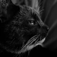 Beerus the cat by aaron prisk