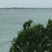 Bushes by the ocean by joshua peisach