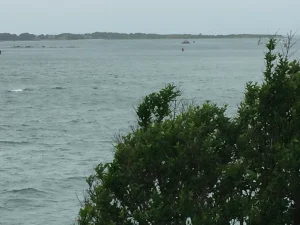 Bushes by the ocean by joshua peisach