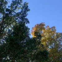 Fall foliage by joshua peisach