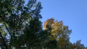 Fall foliage by joshua peisach