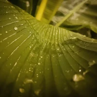 Gregorio 004