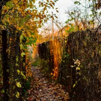 Narrow forest passage by roman vizer
