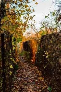 Narrow forest passage by roman vizer