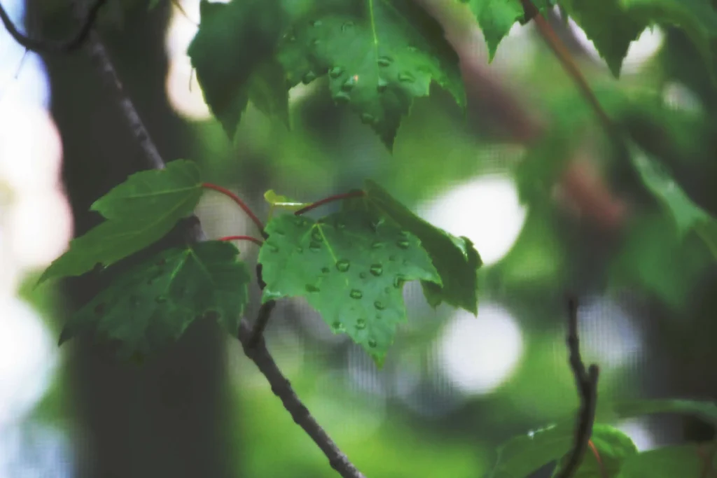 Rainy summer days by samuel ryklin