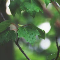 Rainy summer days by samuel ryklin