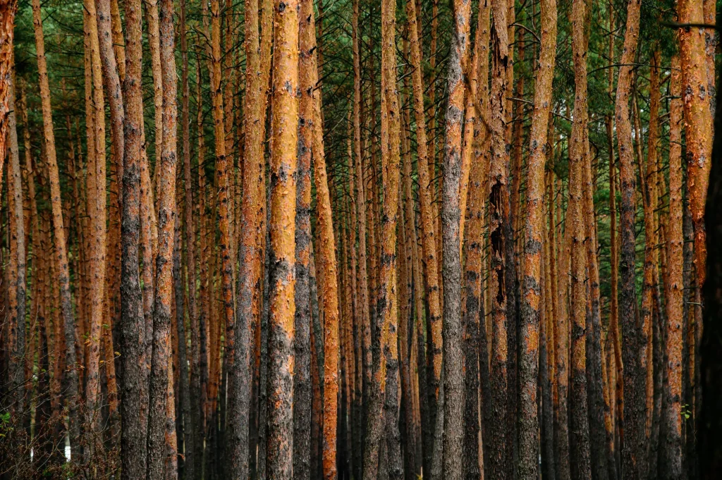 Ukraine forest by roman vizer