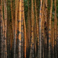 Ukraine forest by roman vizer