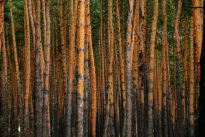 Ukraine forest by roman vizer