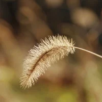 A grass