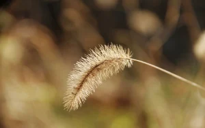 A grass